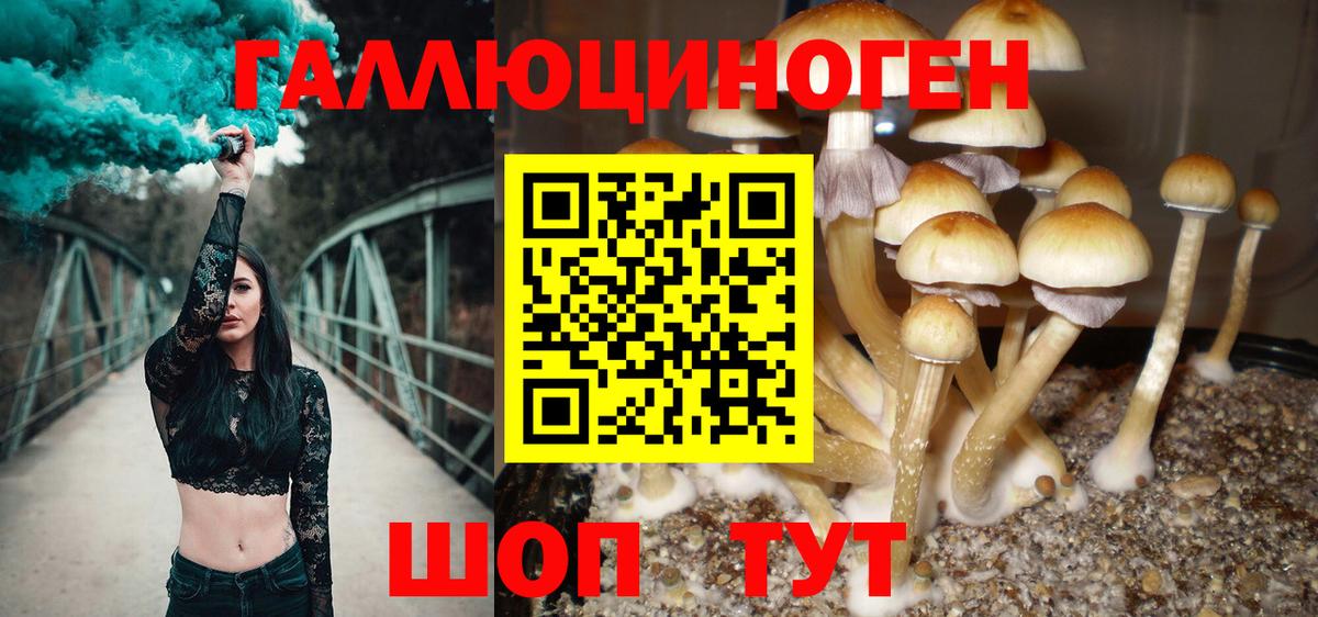 купить  цена  Вход с VPN  Новозыбков  Галлюциногенные грибы Cubensis 